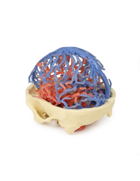 Arterial and venous circulation of the skull - Erler Zimmer 3D anatomy Series MP1640