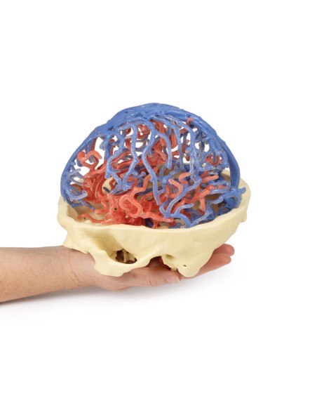 Arterial and venous circulation of the skull - Erler Zimmer 3D anatomy Series MP1640