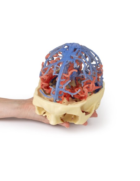Circulation artérielle et veineuse du crâne - Erler Zimmer 3D anatomy Series MP1640