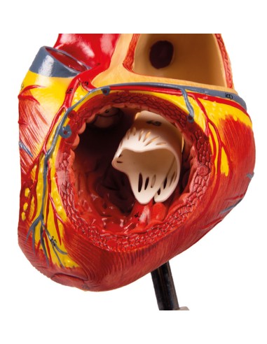 Modelo anatómico de corazón, aumentado 2 veces,...