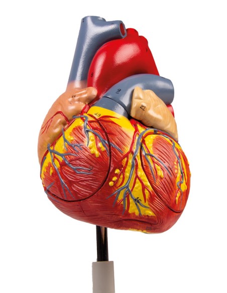 Modello anatomico di cuore, ingrandito 2 volte scomponibile in 4 parti G112