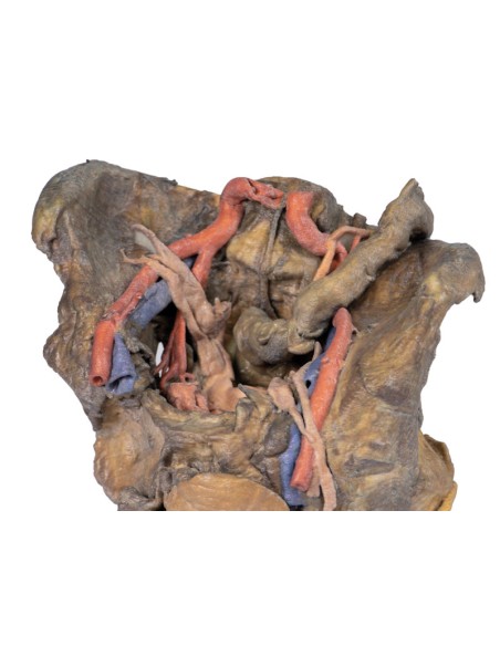 Dissezione profonda del bacino femminile - Erler Zimmer 3D anatomy Series MP1141