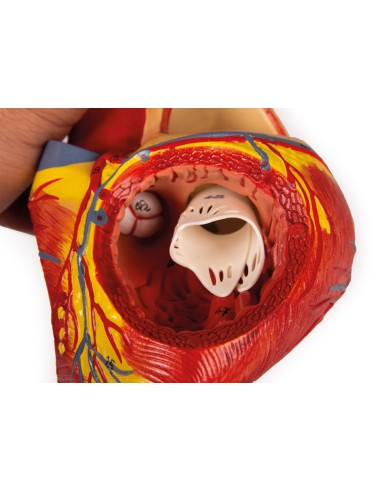 Anatomisches Modell des Herzens, 2-fach...
