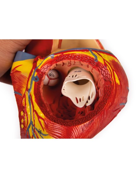 Modello anatomico di cuore, ingrandito 2 volte scomponibile in 4 parti G112