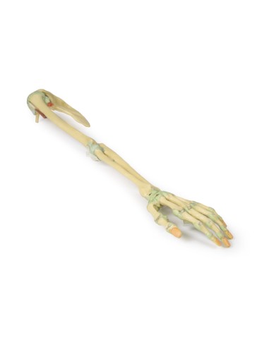 Ligaments du membre supérieur - Erler Zimmer 3D...