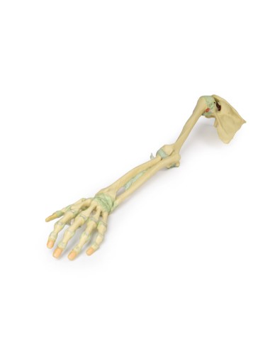 Upper limb ligaments - Erler Zimmer 3D anatomy...