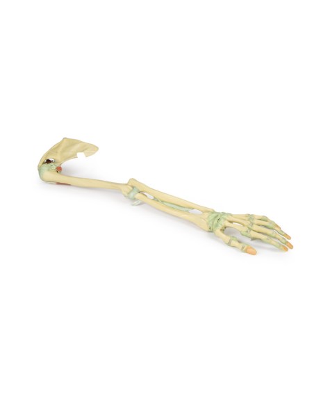 Upper limb ligaments - Erler Zimmer 3D anatomy Series MP1520