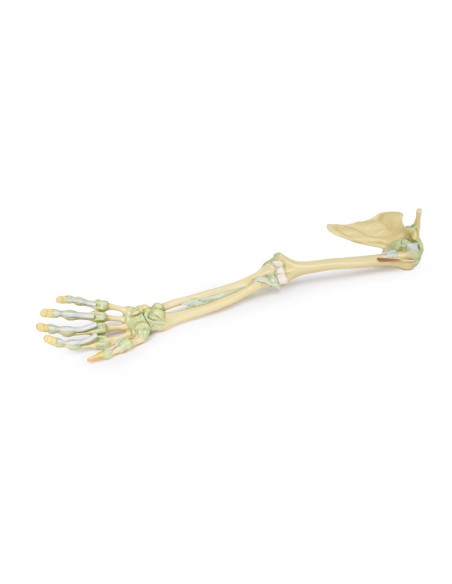 Bänder der oberen Extremitäten - Erler Zimmer 3D-Anatomie Serie MP1520