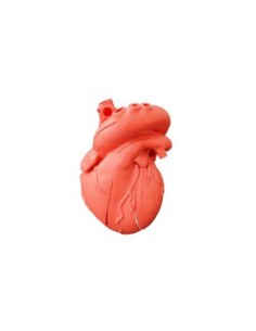 Erler Zimmer, anatomical model of heart digitized on...