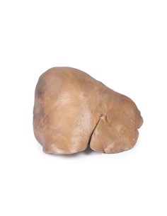 Foie avec vaisseaux et vésicule biliaire - Erler Zimmer... 2