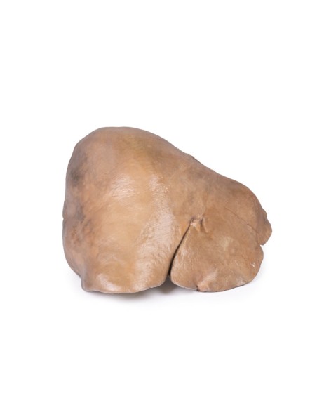 Foie avec vaisseaux et vésicule biliaire - Erler Zimmer 3D anatomy Series MP1136