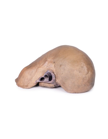 Foie avec vaisseaux et vésicule biliaire - Erler Zimmer 3D anatomy Series MP1136