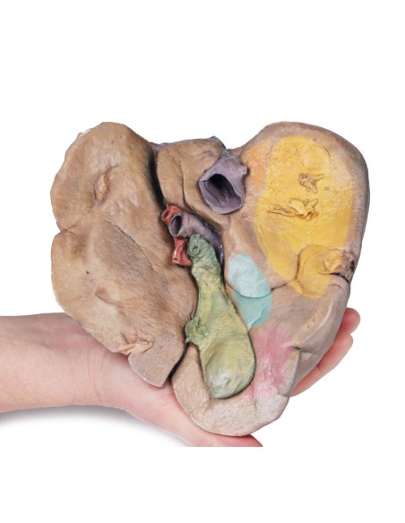 Leber mit Gefäßen und Gallenblase - Erler Zimmer 3D-Anatomie Serie MP1136
