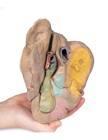Foie avec vaisseaux et vésicule biliaire - Erler Zimmer 3D anatomy Series MP1136