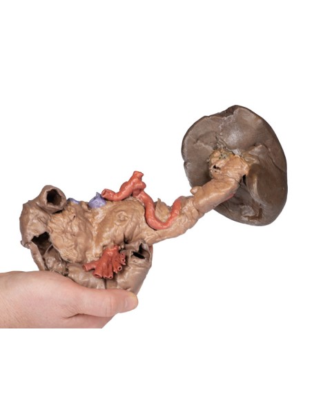 Dissection de la rate et du pancréas - Erler Zimmer 3D anatomy Series MP1135