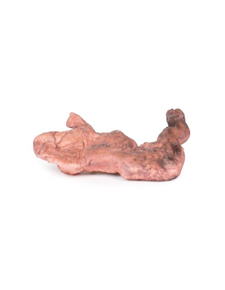 Dissection de l'estomac - Erler Zimmer 3D anatomy Series MP1134