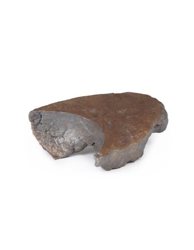 Dissection of the hilum of the right lung -...