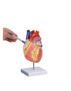 Erler Zimmer, modello anatomico  del cuore, ingrandito di...