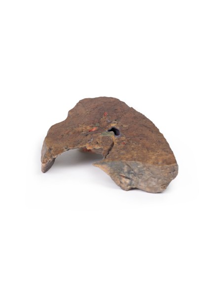 Ilo del polmone sinistro - Erler Zimmer 3D anatomy Series MP1124