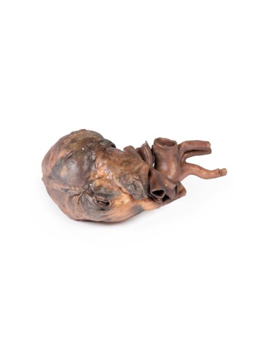 Dissection of the human heart - Erler Zimmer 3D...