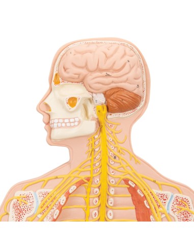 3B Scientific, poster medicina in rilievo. Il...