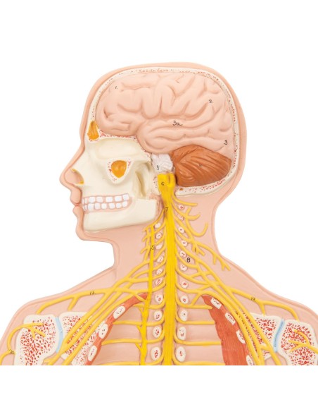 3B Scientific, medizinisches Poster in Relief. Das Nervensystem C30