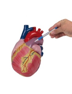 Erler Zimmer, anatomisches Modell des Herzens, dreifach...