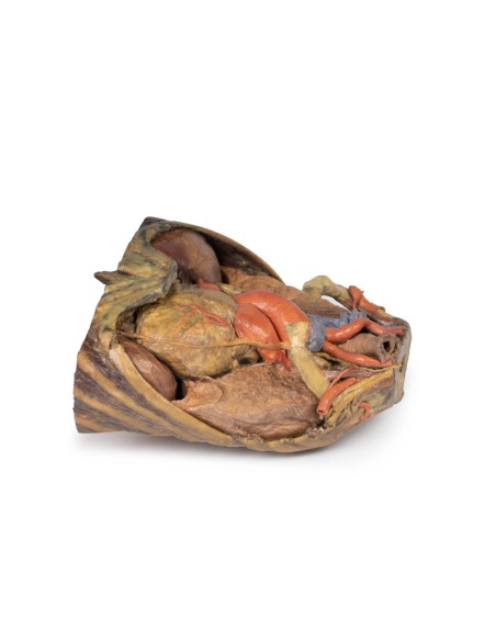 Brustkorbpräparation mit Herz und Gefäßen - Erler Zimmer 3D-Anatomie Serie MP1122
