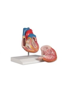 Erler Zimmer, anatomical model of heart with conduction...