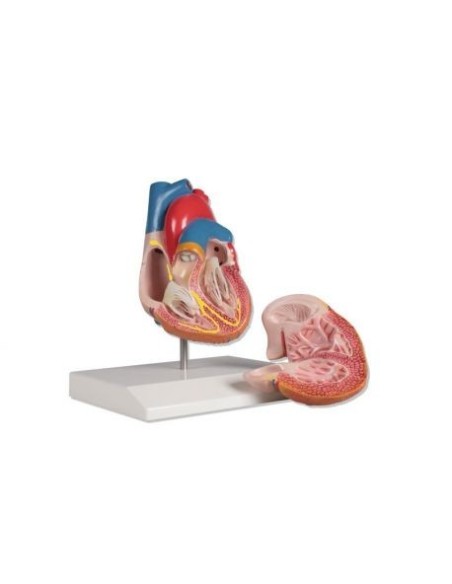Erler Zimmer, anatomical model of heart with conduction system, decomposable into 2 parts G207