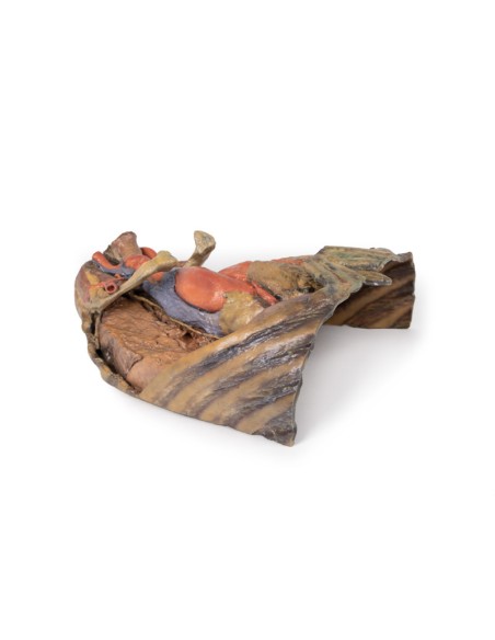 Dissezione del torace con cuore e vasi - Erler Zimmer 3D anatomy Series MP1122