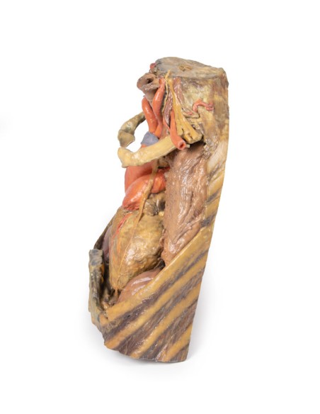 Disección de tórax con corazón y vasos - Erler Zimmer 3D anatomy Series MP1122