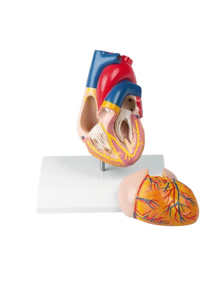 Erler Zimmer, anatomisches Modell des Herzens mit Reizleitungssystem, zerlegbar in 2 Teile G207