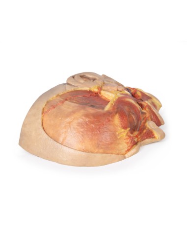 Surface dissection of the face - Erler Zimmer...