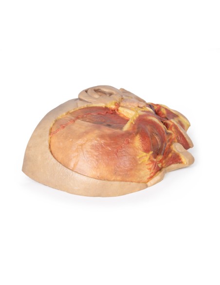 Surface dissection of the face - Erler Zimmer 3D anatomy Series MP1108