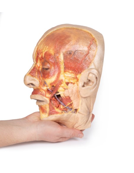 Surface dissection of the face - Erler Zimmer 3D anatomy Series MP1108