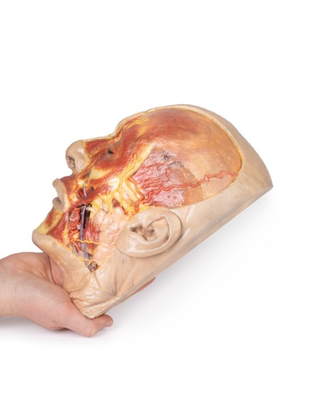 Surface dissection of the face - Erler Zimmer 3D anatomy Series MP1108