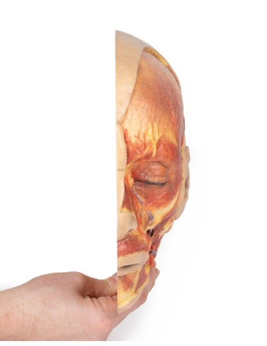 Surface dissection of the face - Erler Zimmer...