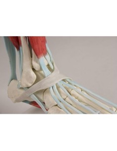 Erler Zimmer, anatomical model of foot skeleton with...