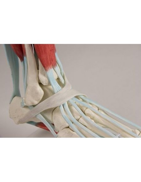 Erler Zimmer, modelo anatómico de esqueleto de pie con ligamentos 6052