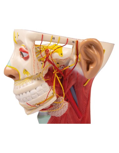 Anatomisches Modell der Nerven des Kopfes Erler...