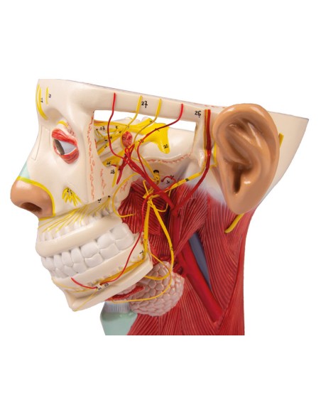 Modelo anatómico de los nervios de la cabeza Erler Zimmer C131