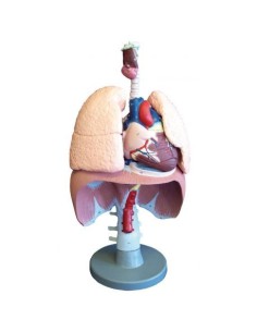 Erler Zimmer, anatomical model of organs of the...