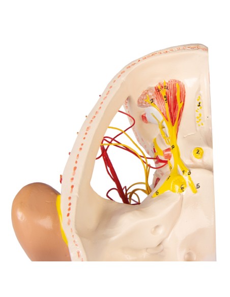 Anatomisches Modell der Nerven des Kopfes Erler Zimmer C131