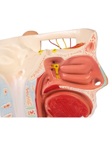 Modello anatomico di nervi della testa Erler...