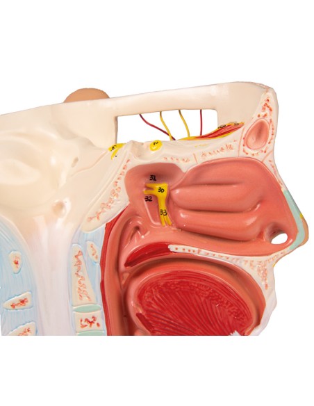 Anatomisches Modell der Nerven des Kopfes Erler Zimmer C131