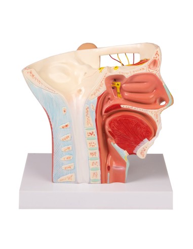 Anatomisches Modell der Nerven des Kopfes Erler...