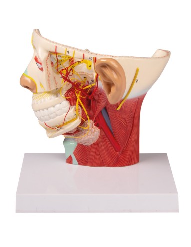 Anatomisches Modell der Nerven des Kopfes Erler...