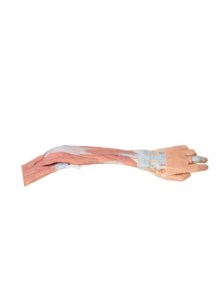Dissezione dell'arto superiore, gomito, avambraccio e mano - Erler Zimmer 3D anatomy Series MP1510