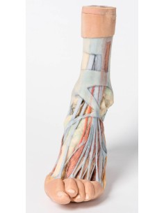 Dissection superficielle et profonde de la jambe et du... 2